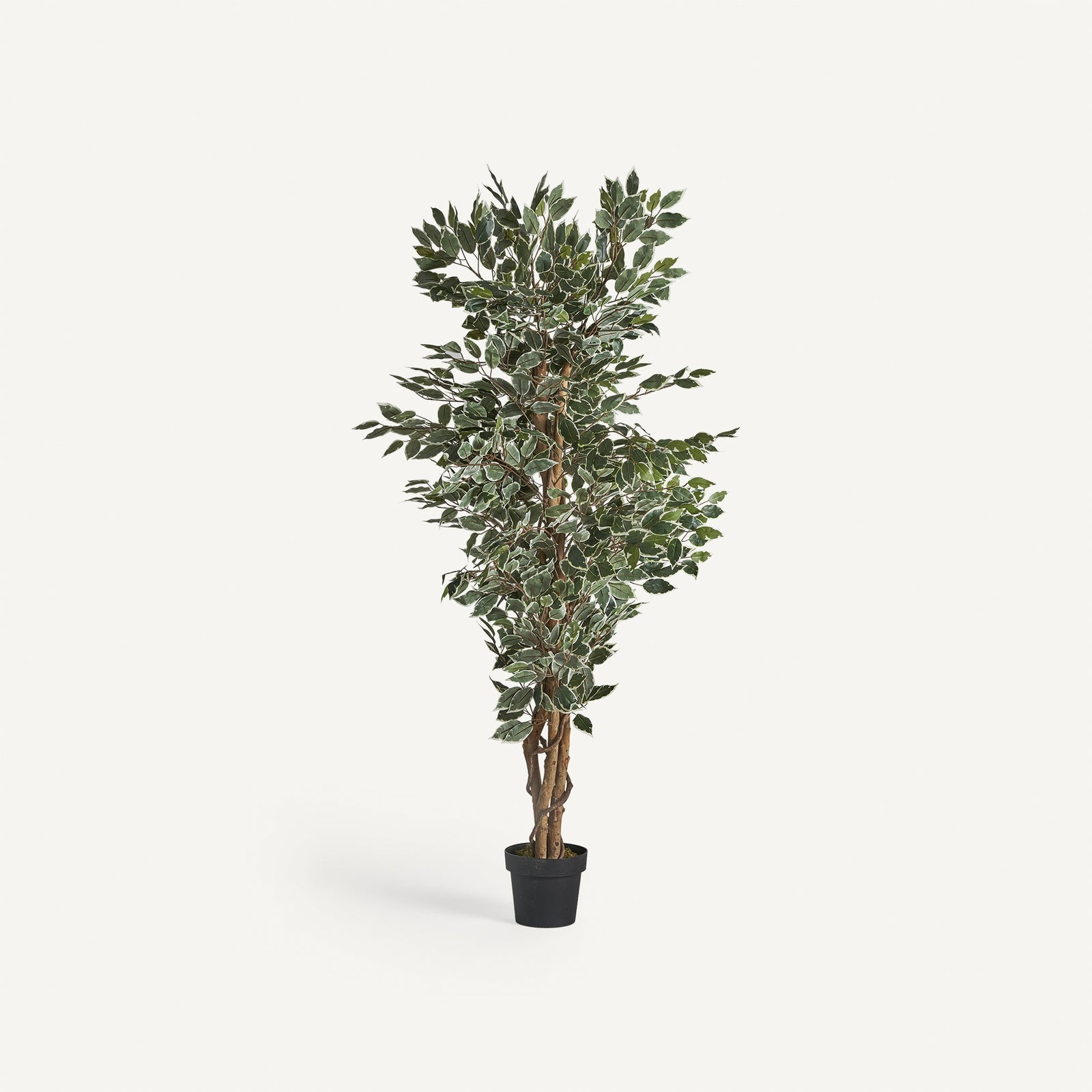 Pflanze FICUS