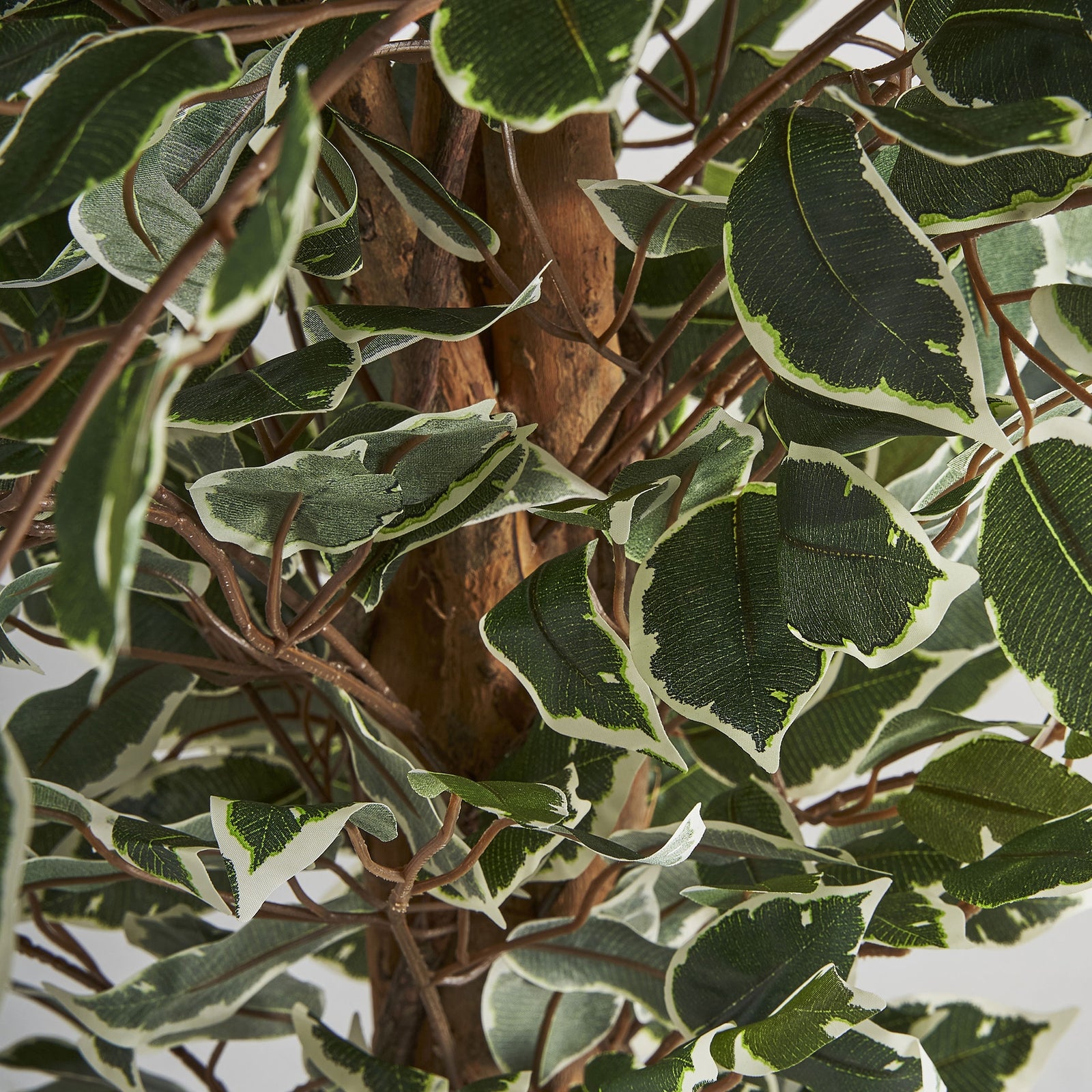 Pflanze FICUS