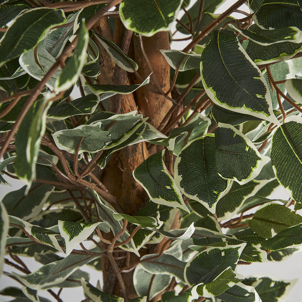 Pflanze FICUS