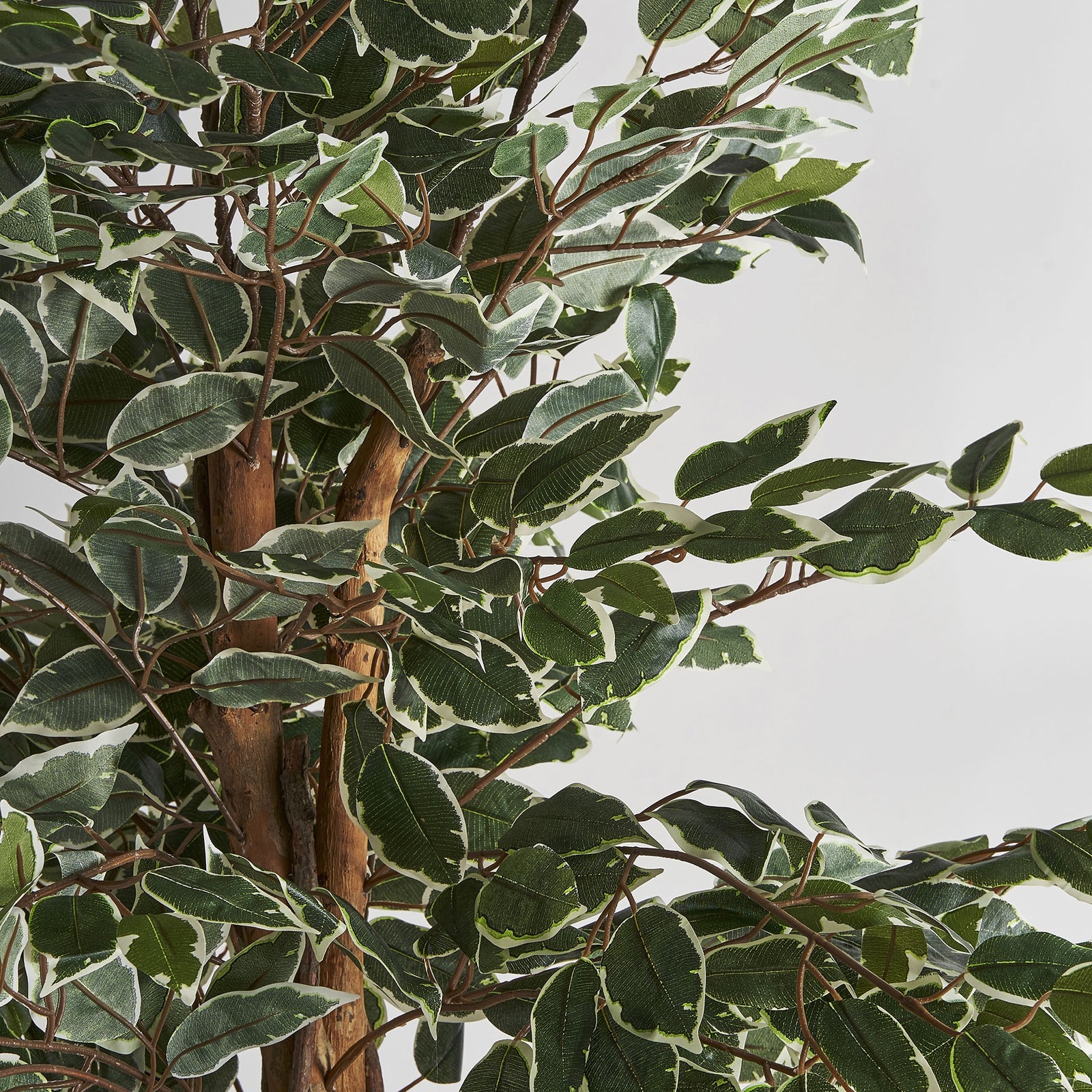 Pflanze FICUS
