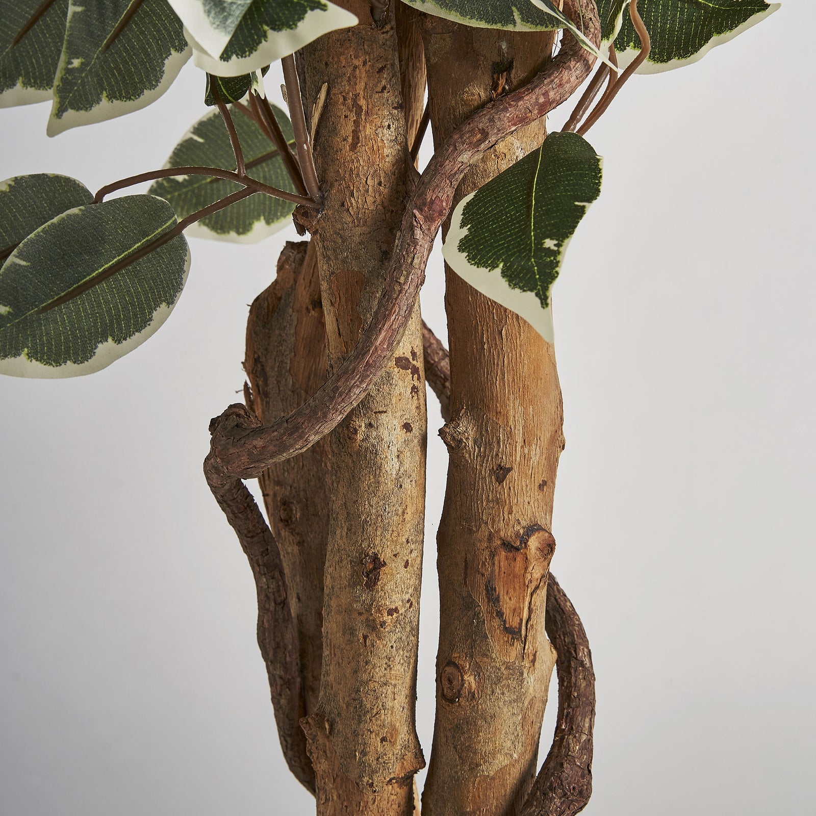 Pflanze FICUS