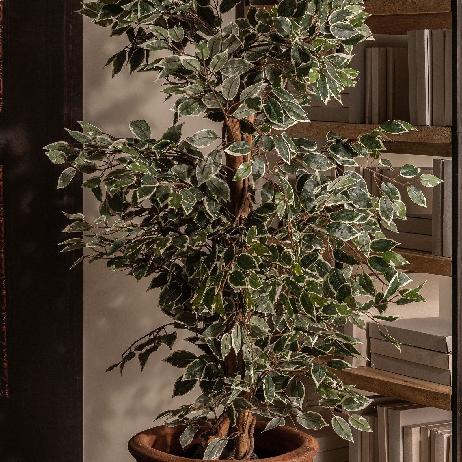 Pflanze FICUS