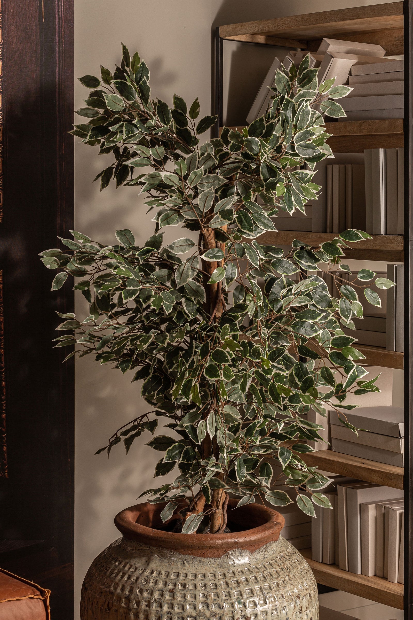 Pflanze FICUS