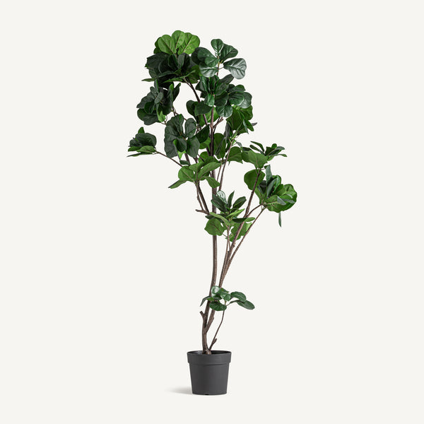 Pflanze FICUS