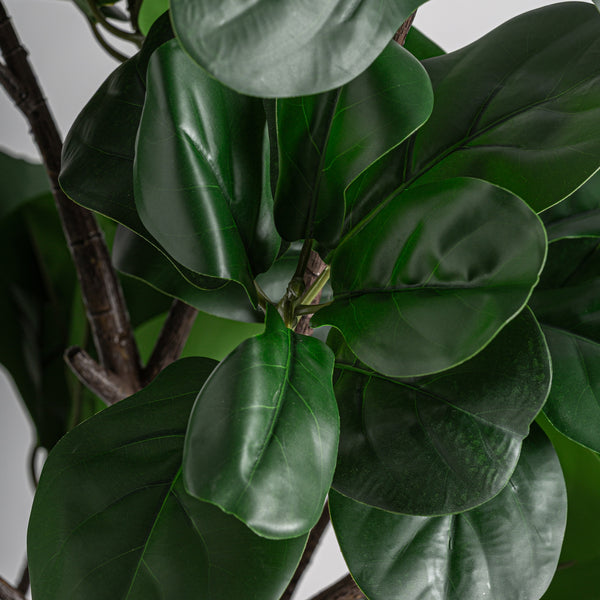Pflanze FICUS