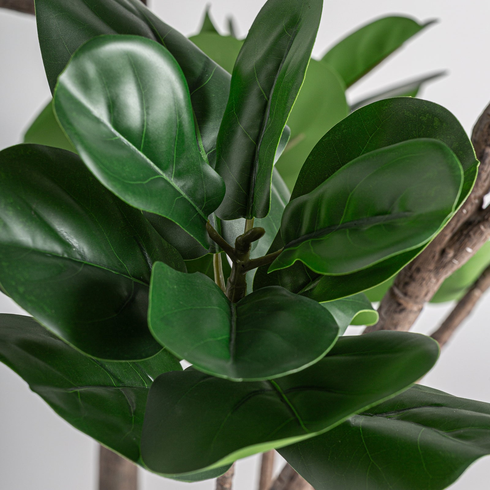 Pflanze FICUS