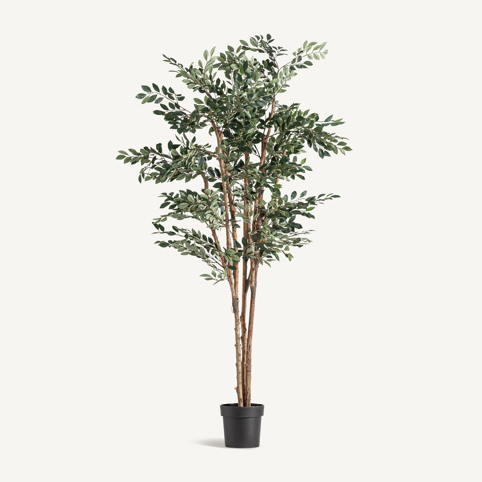 Pflanze FICUS