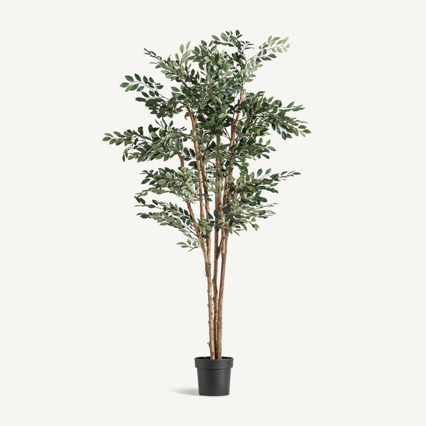 Pflanze FICUS