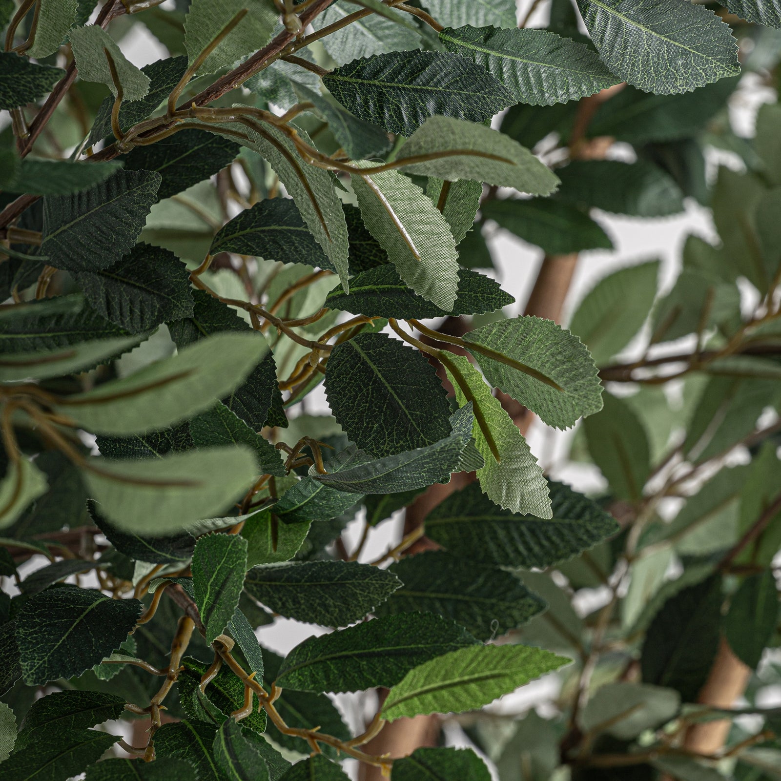 Pflanze FICUS