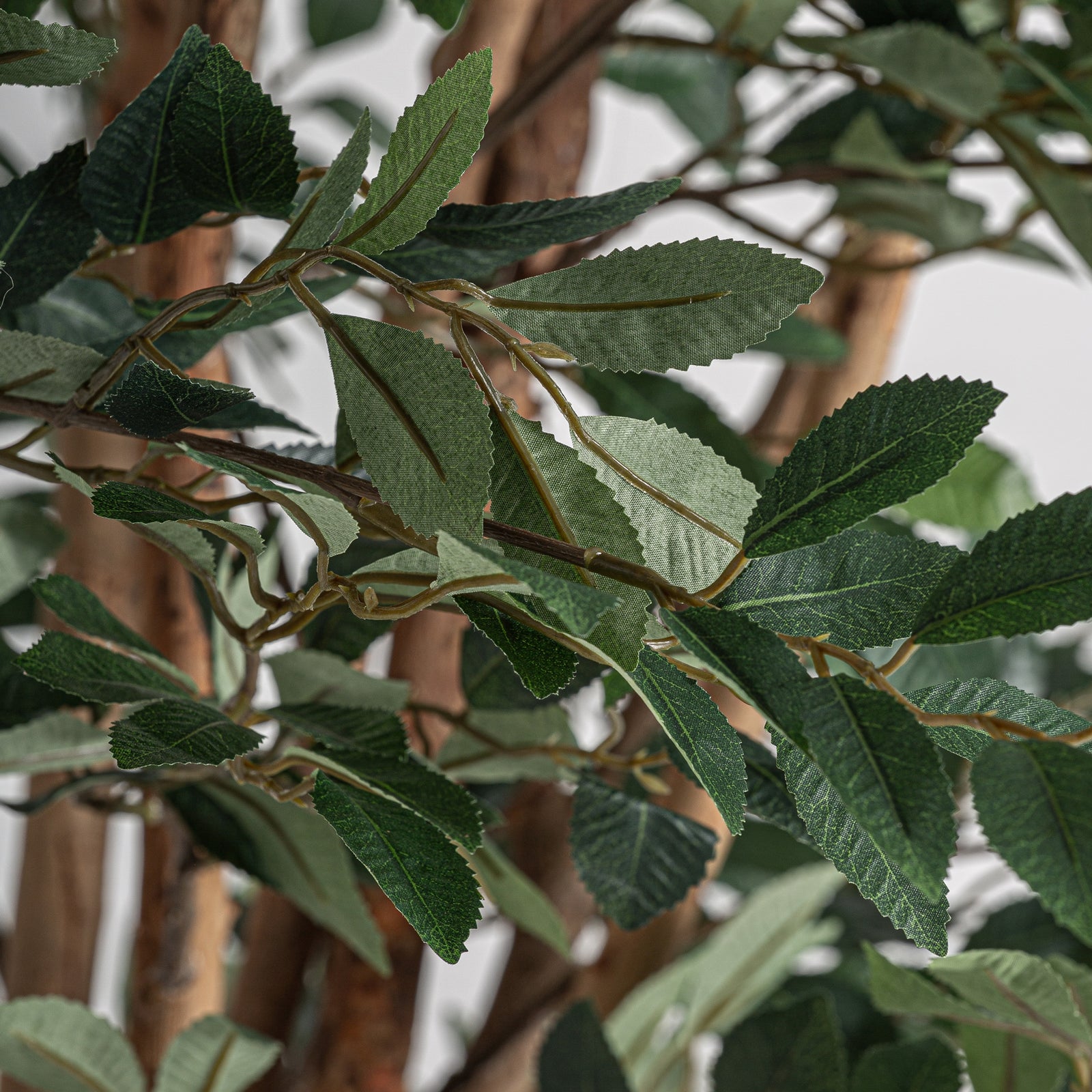 Pflanze FICUS