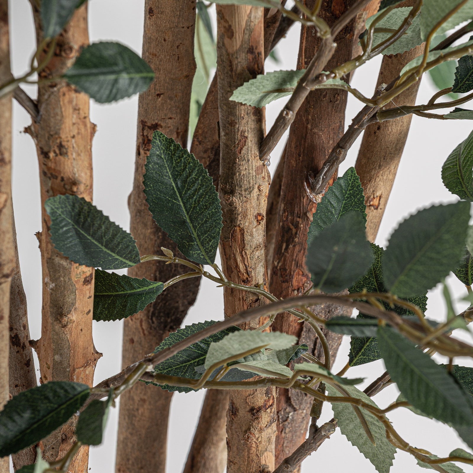 Pflanze FICUS