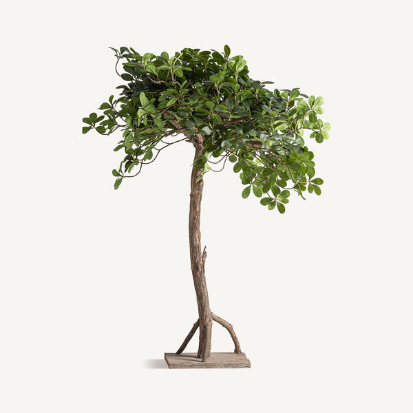 Pflanze FICUS
