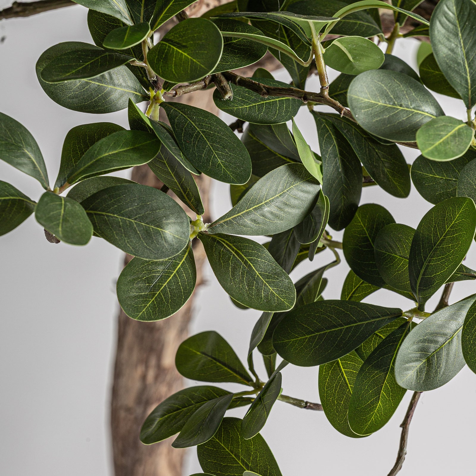 Pflanze FICUS