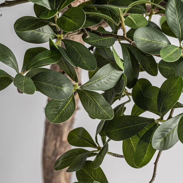 Pflanze FICUS
