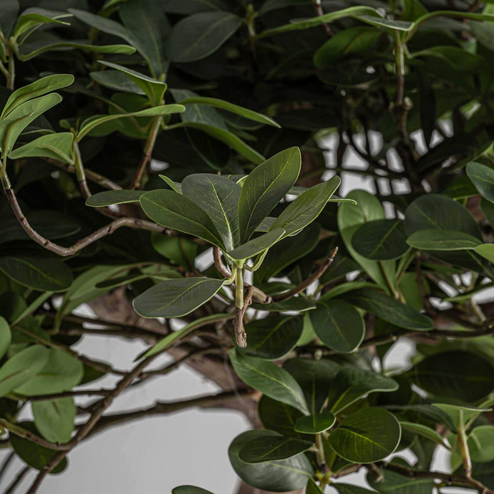 Pflanze FICUS