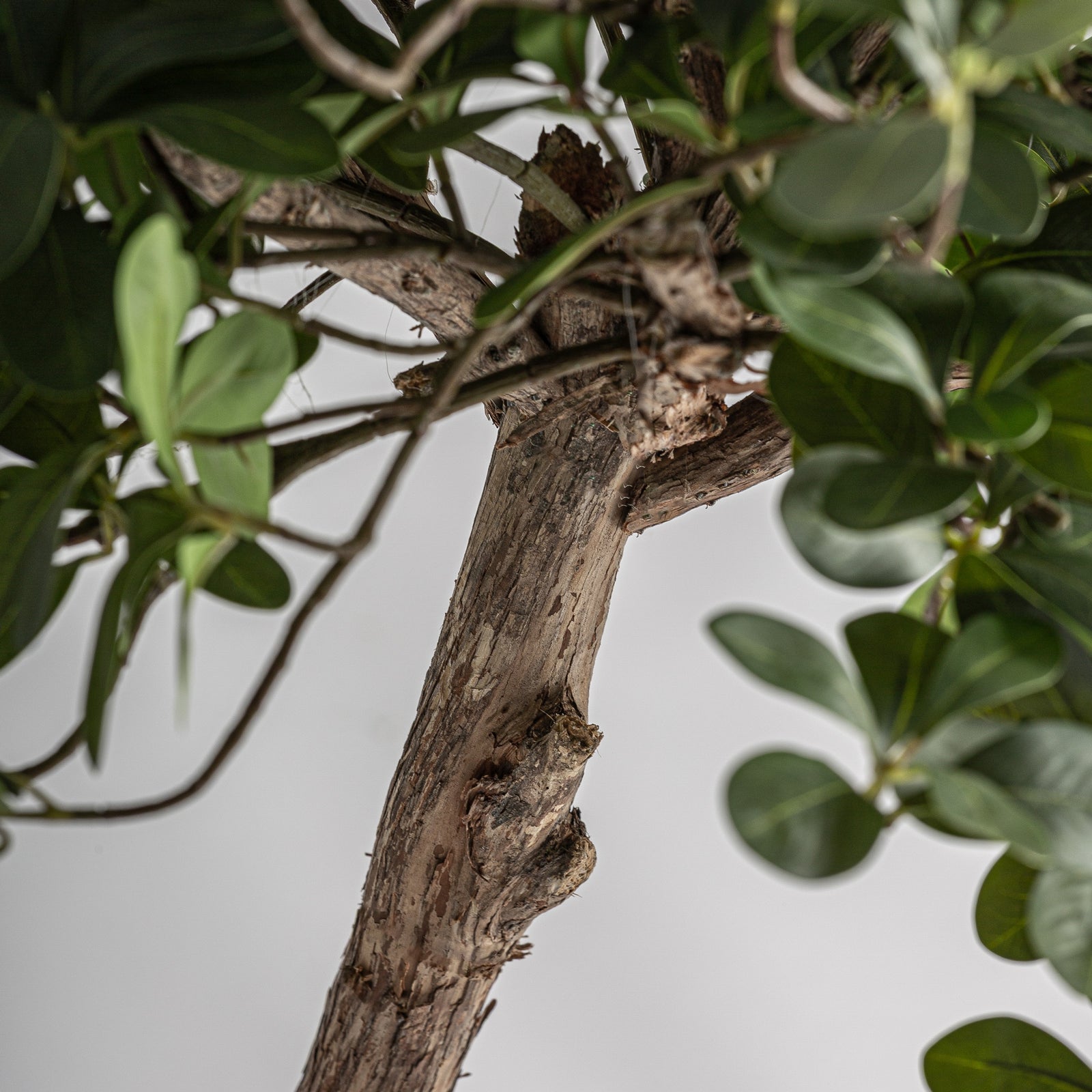 Pflanze FICUS