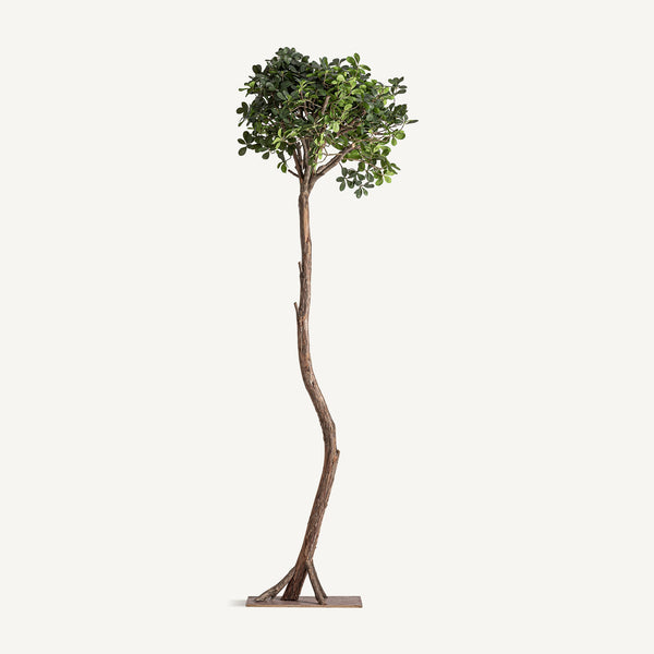 Pflanze FICUS