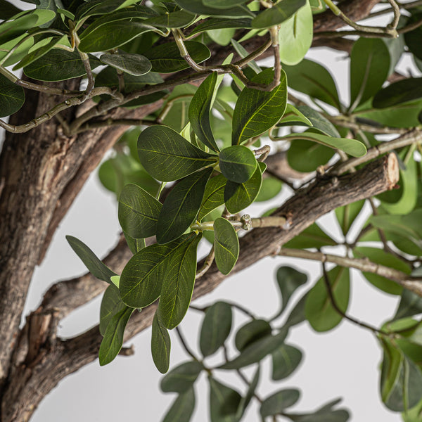 Pflanze FICUS