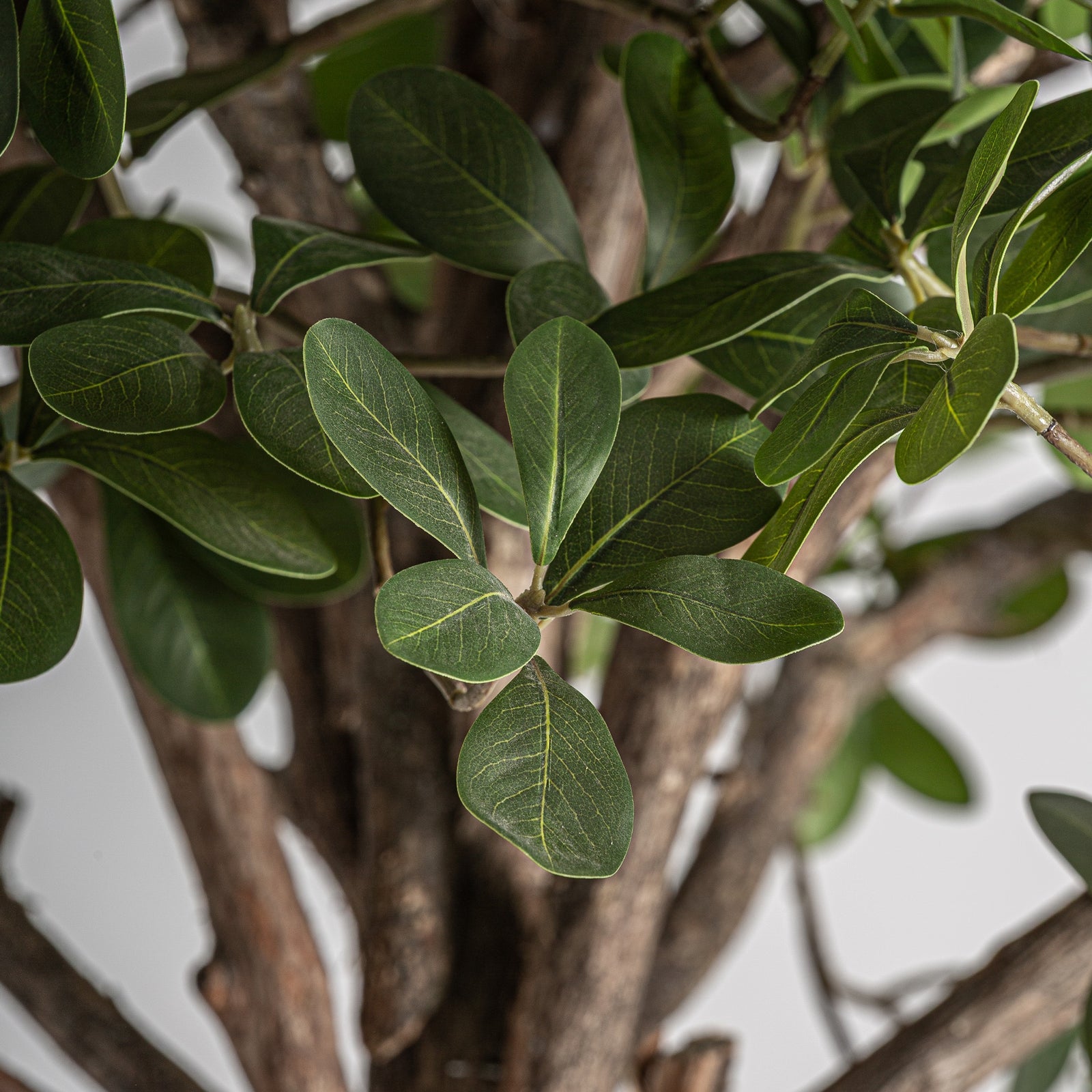 Pflanze FICUS