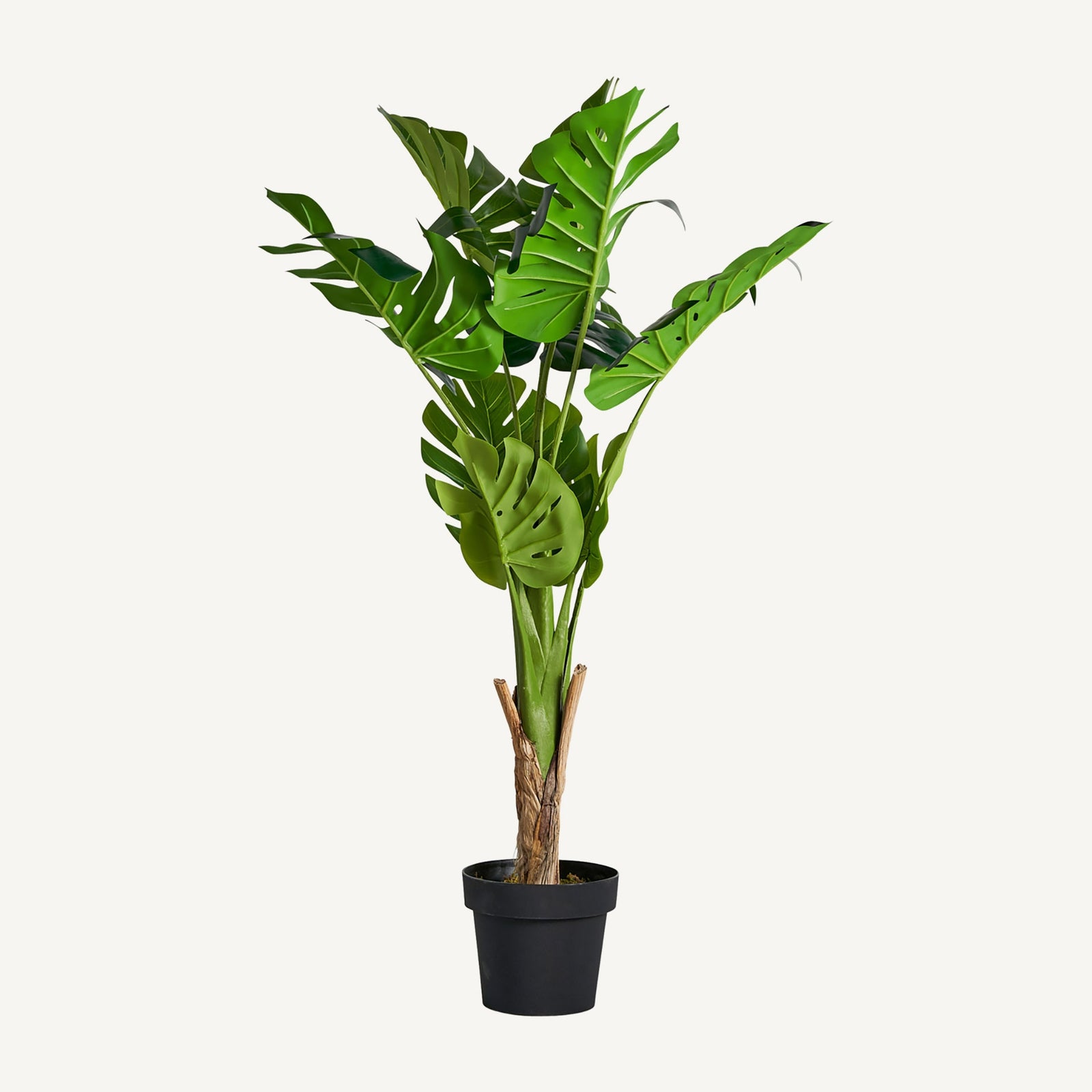 Pflanze MONSTERA
