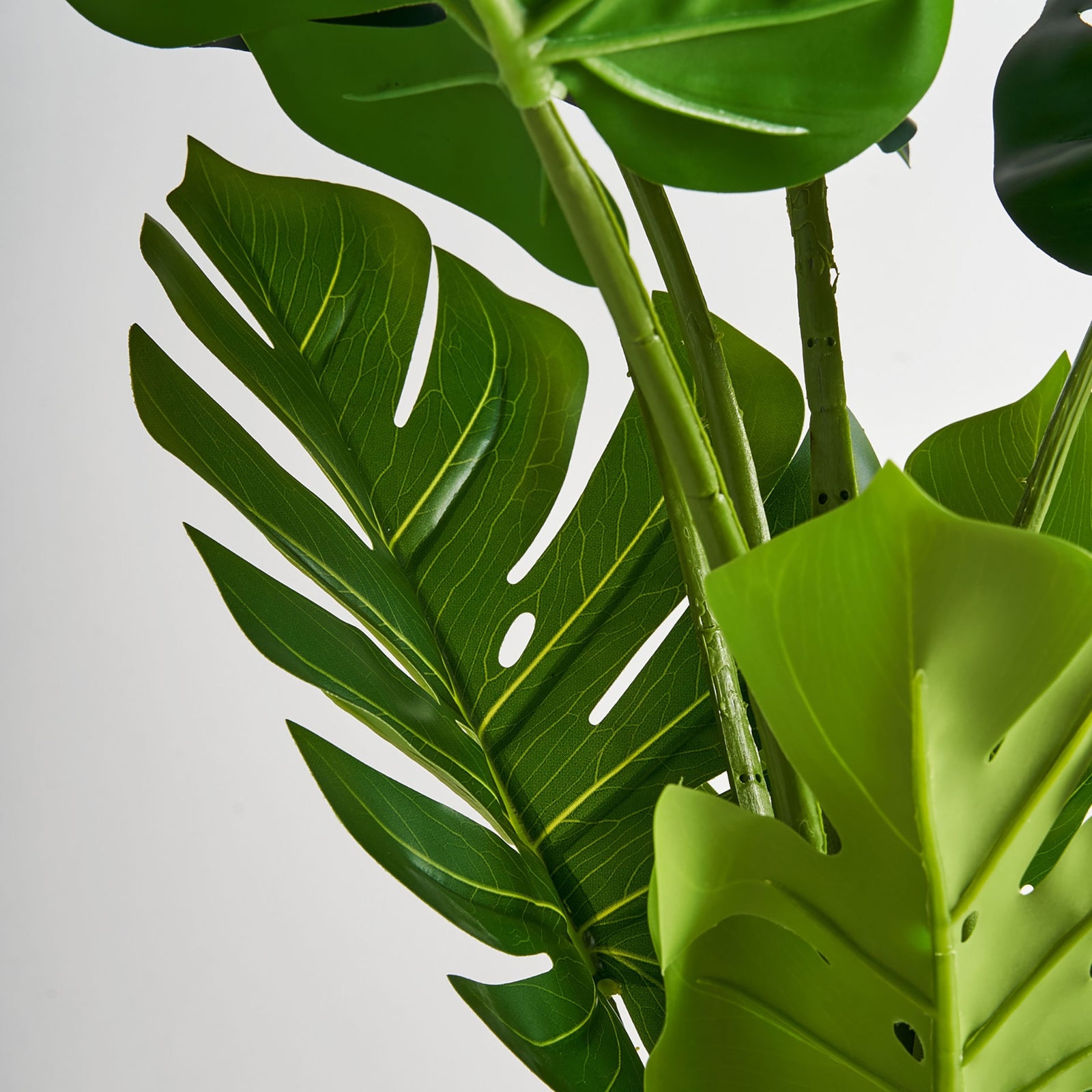 Pflanze MONSTERA