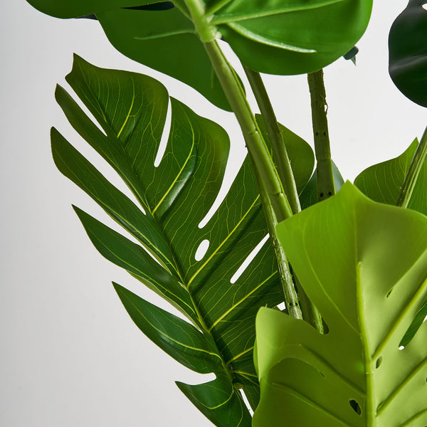 Pflanze MONSTERA