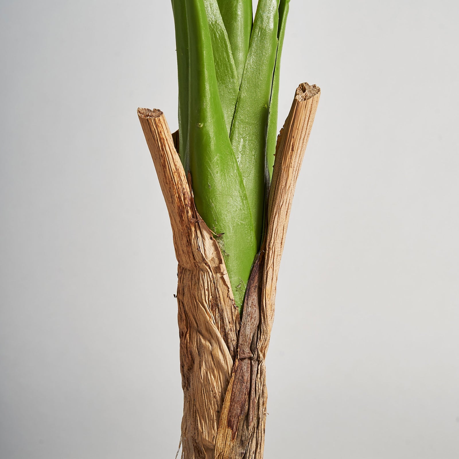 Pflanze MONSTERA